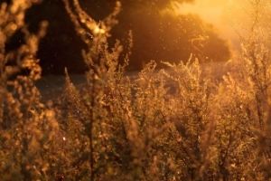 Voici venue la saison des pollens et des allergies